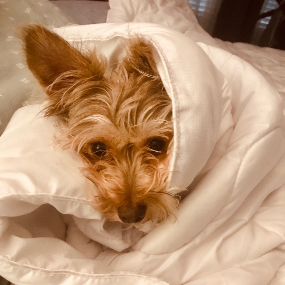 Meet your Posher, Maureen